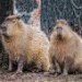 Capybara 060310